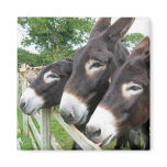 I Love Donkeys! magnets
