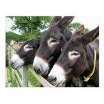 I Love Donkeys! postcards