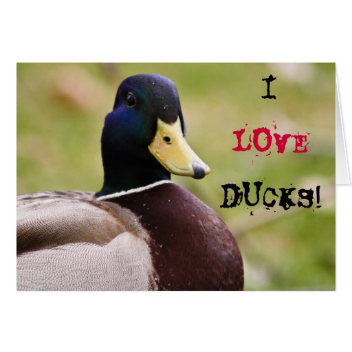 I Love Ducks Card Zazzle 