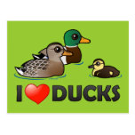 I Love Ducks Postcard