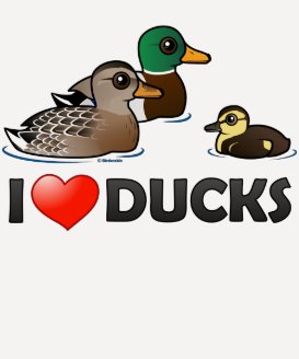 I Love Ducks Ladies Raglan Fitted T-Shirt