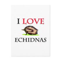 I Love Echidnas postcards by tshirtshirts I Love Echidnas postcards