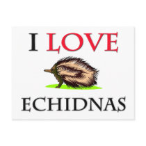 I Love Echidnas postcards by tshirtshirts I Love Echidnas postcards