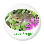 I Love Frogs! Cards, Shirts & Gift Items Magnets