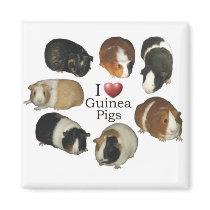 I love guinea pigs Magnet