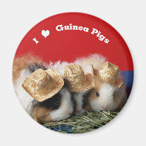 I Love Guinea Pigs Magnet magnets
