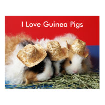 I Love Guinea Pigs Poster
