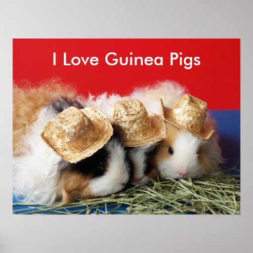 I Love Guinea Pigs Poster Zazzle