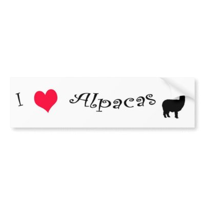 alpacas in love