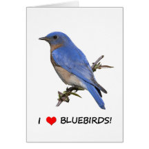 I Love (heart) Bluebirds Cards