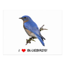 I Love (heart) Bluebirds Postcards