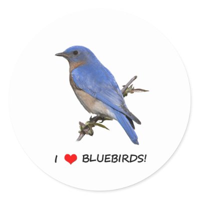 I Love (heart) Bluebirds Stickers
