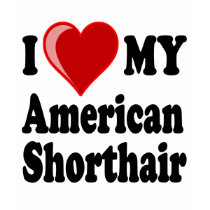 I Love (Heart) My American Shorthair Cat t-shirts