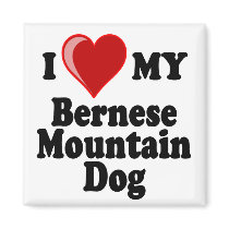 I Love (Heart) My Bernese Mountain Dog Refrigerator Magnet