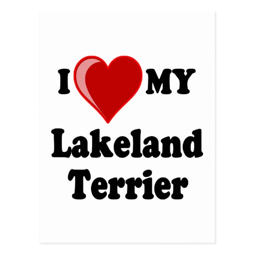 I Love (Heart) My Lakeland Terrier Dog Post Card