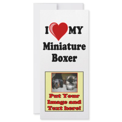 mini boxer dogs