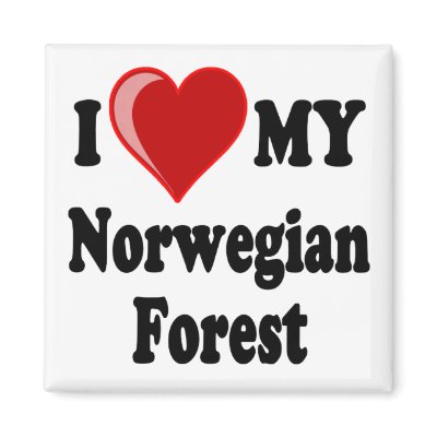 I Love (Heart) My Norwegian Forest Cat magnet