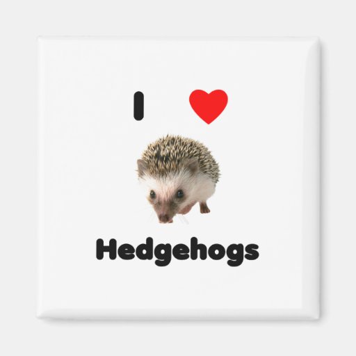 I love hedgehogs Magnet