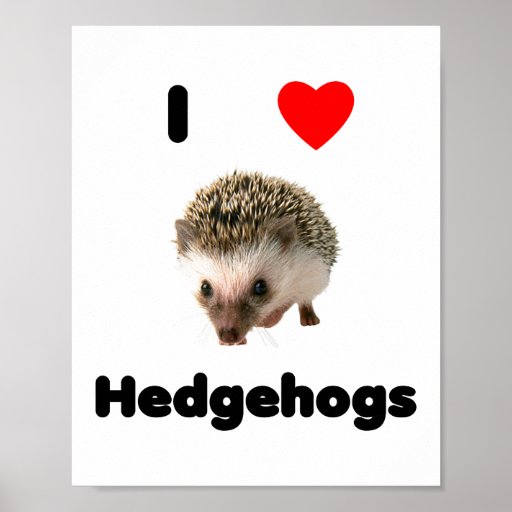 I love hedgehogs poster Zazzle
