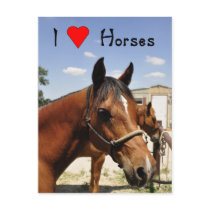 I love horses postcards