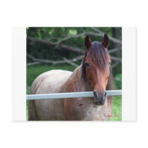 I Love Horses! postcards by bluebirdcanflyphotos I Love Horses! postcards