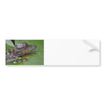 I Love Lilly Bumper Sticker