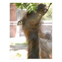 I Love Llamas Postcard
