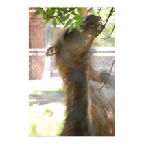I Love Llamas posters