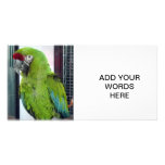 I love macaws! photo card
