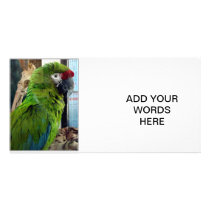 I love macaws! customized photo card