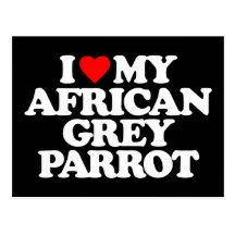 I LOVE MY AFRICAN GREY PARROT POSTCARD