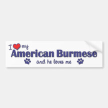 I Love My American Burmese (Male Cat) Bumper Sticker