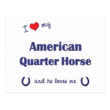 I Love My American Quarter Horse (Male Horse) Postcards