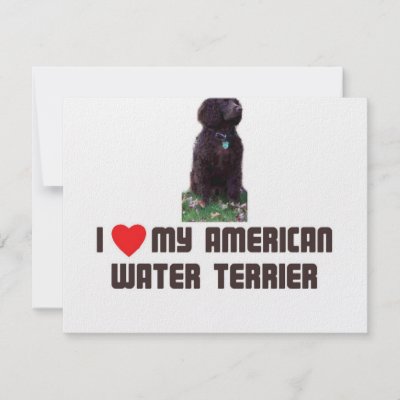 american water terrier