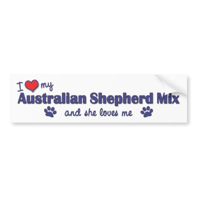 shephard mix dog pictures