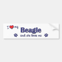 I Love My Beagle (Female Dog) Bumper Stickers