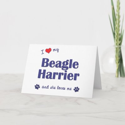 Beagle Harrier Dog