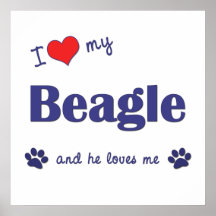 I Love My Beagle (Male Dog) Posters