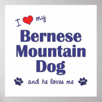 I Love My Bernese Mountain Dog (Male Dog) Posters