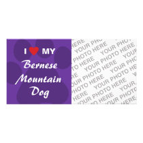 I Love My Bernese Mountain Dog Picture Card