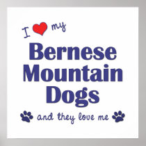 I Love My Bernese Mountain Dogs (Multiple Dogs) Posters