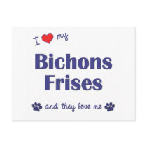 I Love My Bichons Frises (Multiple Dogs) Post Cards