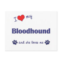 I Love My Bloodhound (Female Dog) Postcard