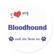 I Love My Bloodhound (Female Dog) Sticker