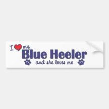 I Love My Blue Heeler (Female Dog) Bumper Stickers