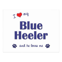 I Love My Blue Heeler (Male Dog) Post Card