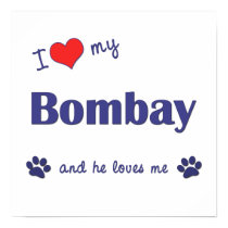 I Love My Bombay (Male Cat) posters