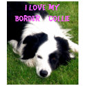 I love my Border  Collie - Ladies Baby Doll Shirt