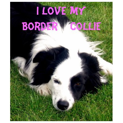 I love my Border  Collie - Ladies Baby Doll Shirt by mmersdesign