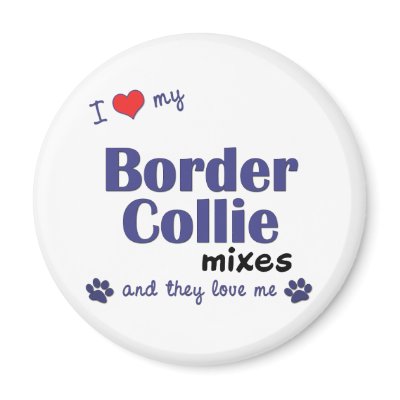 I Love My Border Collie Mixes (Multiple Dogs) Refrigerator Magnets